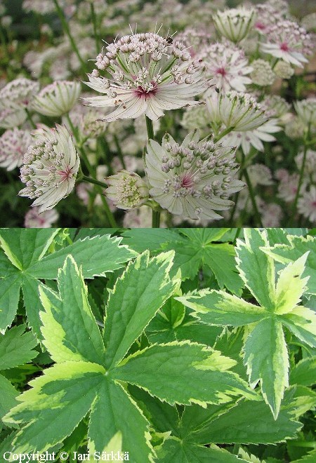 Isotähtiputki  - stjärnflocka - Astrantia major 'Sunningdale Variegated'